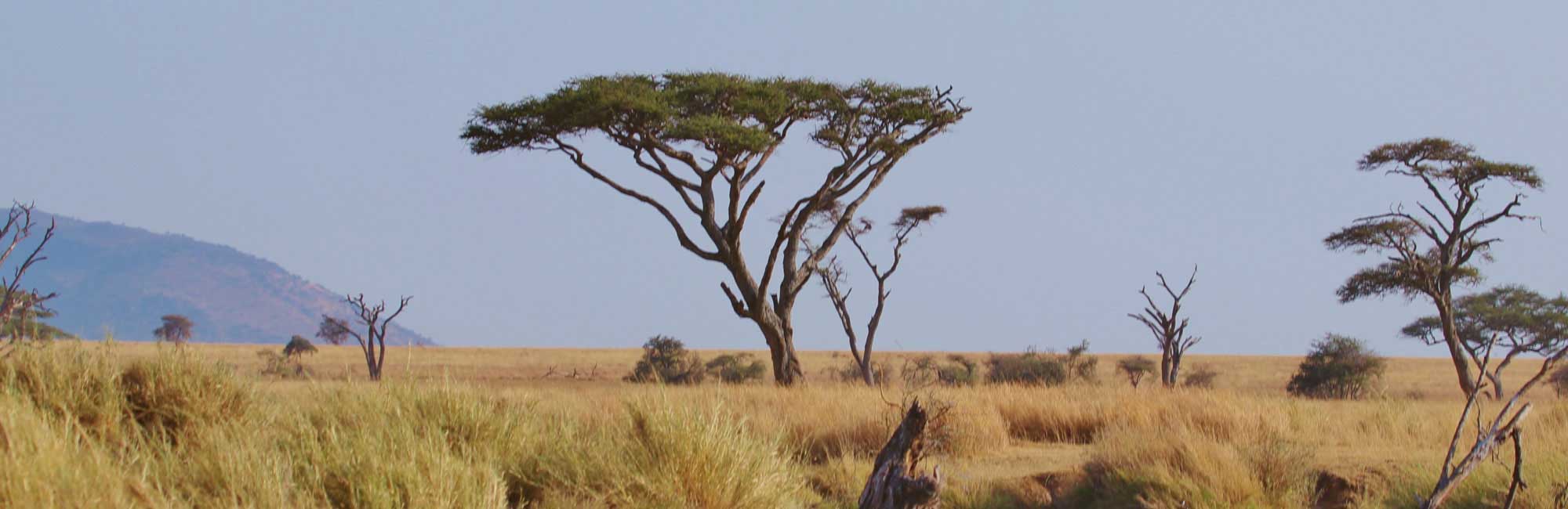 坦桑尼亚